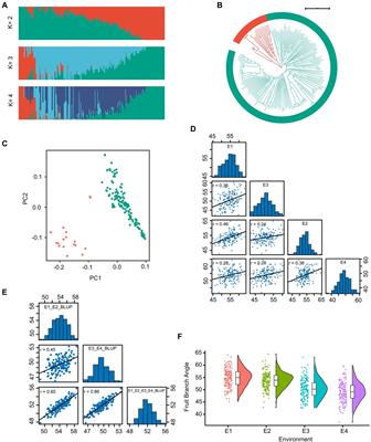 Genome-wide association study and transcriptome analysis reveal key genes controlling fruit branch angle in cotton